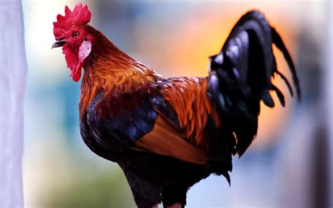 hen images hd